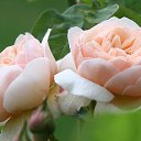 ���� �������, �����, 55 ��� - ��������� 29 ������ 2016 � ������ ������ ��������