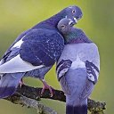 ���� ������, �������������, 52 ���� - ��������� 16 ������� 2015 � ������ �***�