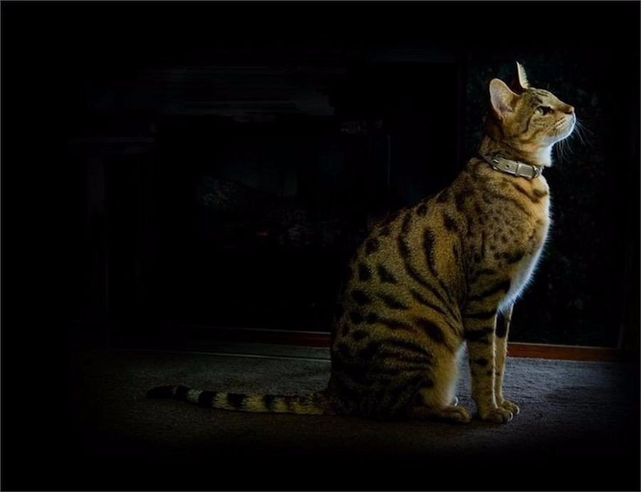    .#animal@travel.blog - 5