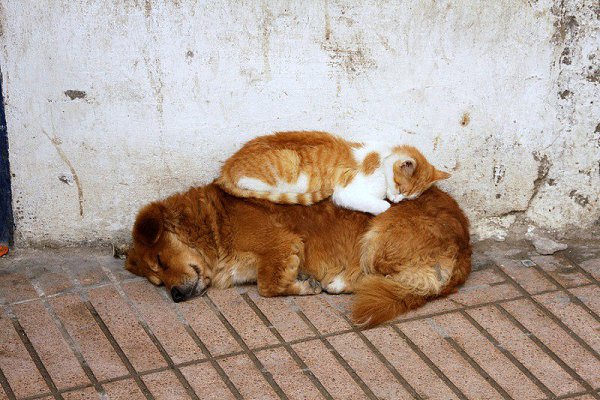 CATS OF ALL - 24 ������ 2015 � 12:29