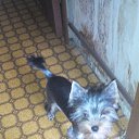  , , 37  -  11  2015   !)