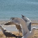 ���� �������, ���������, 54 ���� - ��������� 18 ������� 2015 � ������ ���� ����������