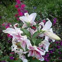 ���� �����, ������ - ��������� 1 ����� 2016 � ������ ���� ����������