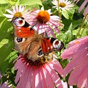 ���� �����, ����������, 58 ��� - ��������� 11 ������� 2015 � ������ ����������