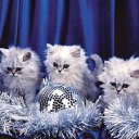 ���� ������, �����-��������� - ��������� 11 ������ 2016 � ������ ���� ����������