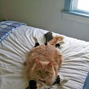 ���� �������, �����-���������, 54 ���� - ��������� 4 ������ 2015 � ������ ������� �������