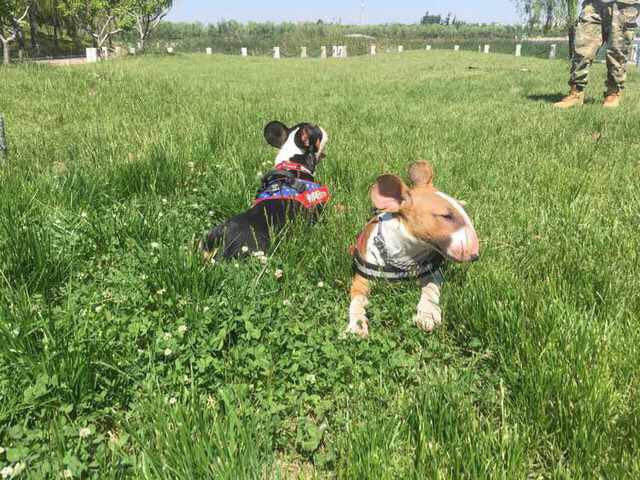 Новая порода ЧебурБуль.Честно стырено с другой группы - 5