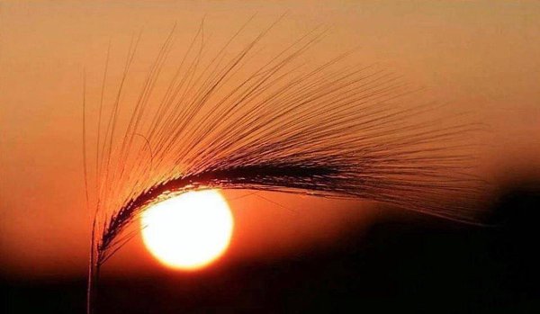 Иногда для того, чтобы хорошо видеть, необходимо именно отойти, а не приблизиться. Максим Горький