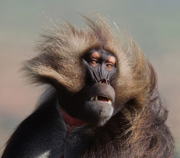  (Theropithecus gelada)       ,   ...