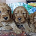 ���� ���������, ������, 52 ���� - ��������� 3 �������� 2016 � ������ ������ ��������