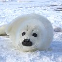 ����������, ����� ���������� �����������) �� ������� �Seal Team�