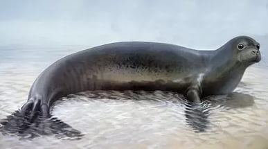  - (Caribbean Monk Seal),     2008 . ...