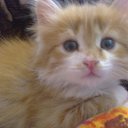  ,  , 33  -  29  2016    !)