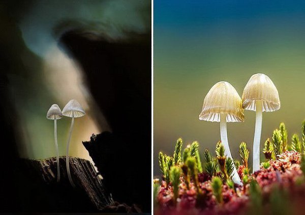Сказочные грибы в фотографиях Martin Pfister.Мартин Фистер (Martin Pfister) специально подсвечивает ... - 5