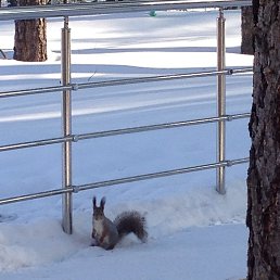 ���� �������, ������������, 36 ��� - ��������� 3 ������ 2016