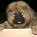 ���� Zurab, �������, 68 ��� - ��������� 11 ���� 2016 � ������ ���� ����������