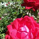 ���� ����� �������, �����, 51 ��� - ��������� 19 ������ 2016 � ������ ���� ����������