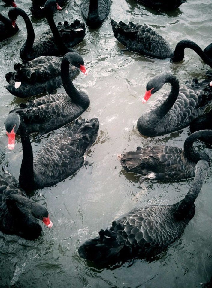    .#animal@travel.blog