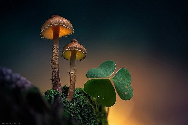     Martin Pfister.  (Martin Pfister)   ... - 3