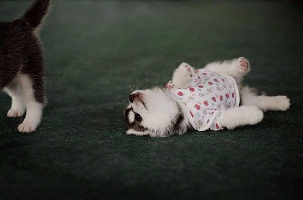 ,    .      ,   , ... - 9