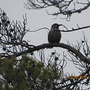 ���� ������, �����������, 43 ���� - ��������� 24 ����� 2016