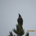 ���� ������, �����������, 43 ���� - ��������� 24 ����� 2016