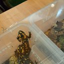 ���� ������, ������, 51 ��� - ��������� 25 ������ 2016 � ������ �����������-11�