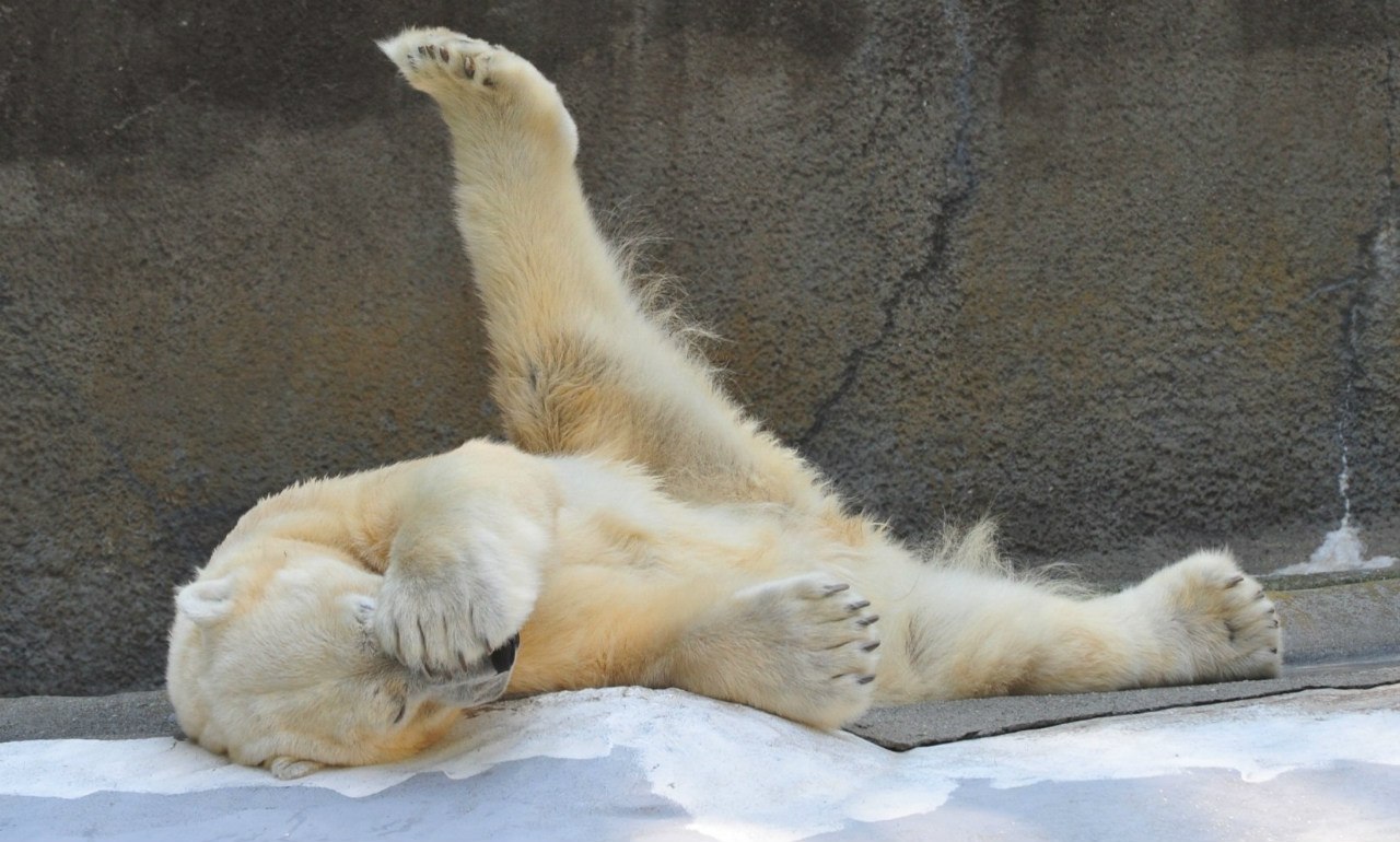 В мире животных - 16 апреля 2016 в 14:47