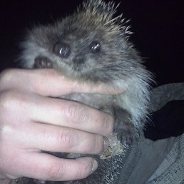 �����, ������, 35 ���