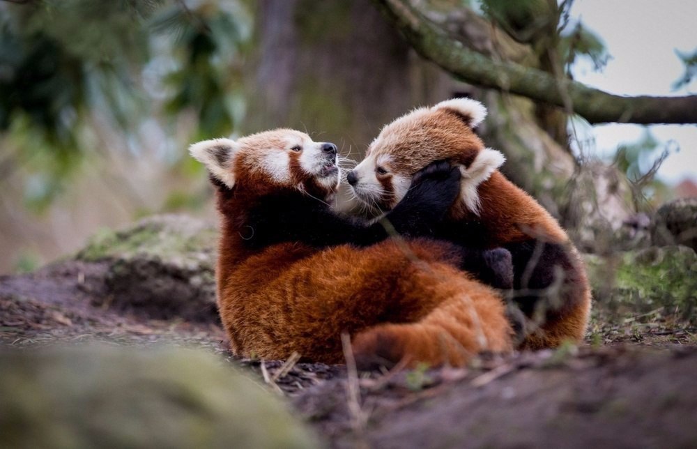  ,       ;).#animal@travel.blog