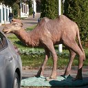 ���� �������, ������, 72 ���� - ��������� 8 �������� 2016 � ������ ���� ����������