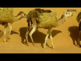 ����� �������.avi
