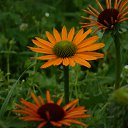 ���� Feliks, ������, 61 ��� - ��������� 26 ���� 2016 � ������ ���� ����������