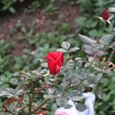 ���� Sezai, �����, 66 ��� - ��������� 9 ���� 2016 � ������ �Roses�