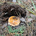 ���� ������, ���������, 42 ���� - ��������� 24 ����� 2016 � ������ ��������� ���