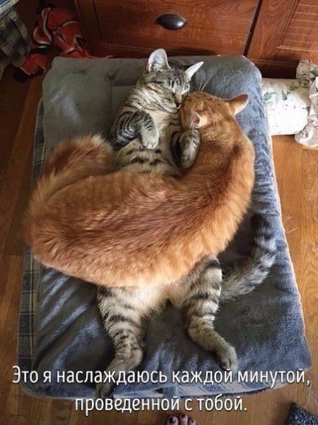 Животные, которые ведут себя совсем как я - 3