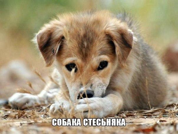 Собаки - 30 мая 2016 в 10:07