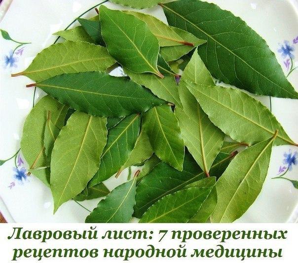 Лавровый лист: 7 проверенных рецептов народной медицины.Ангина. Измельчите 5 листьев и залейте 0,5 л ...