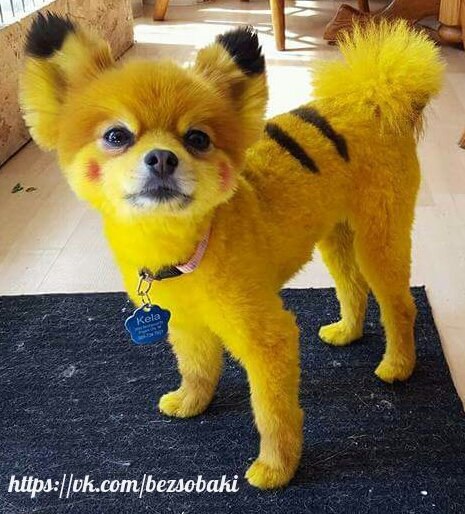 I FOUND A PIKACHU !!!!!!