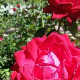 ���� ����� �������, �����, 51 ��� - ��������� 19 ������ 2016