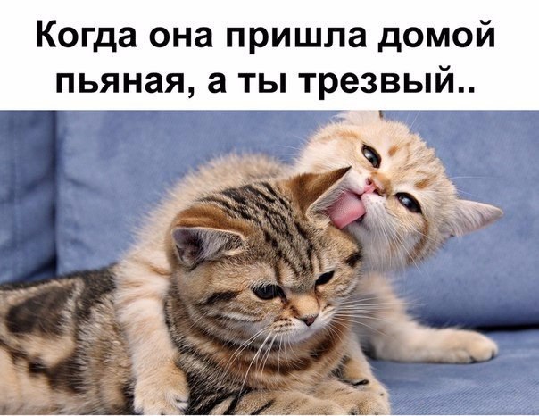 Без кота и жизнь не та - 26 марта 2016 в 09:03