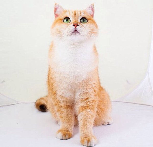 Лисичка :) - 2