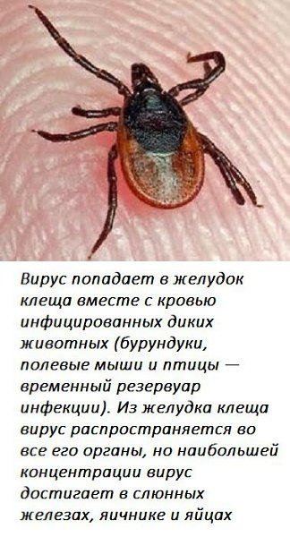 Всем известен клещ от которого заболевает человек. А как становится носителем этого вируса сам клещ? ...