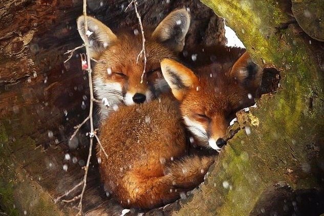 Живая природа - 3 июня 2016 в 13:16 - 5