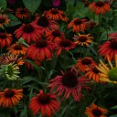 ���� Feliks, ������, 61 ��� - ��������� 26 ���� 2016 � ������ ���� ����������