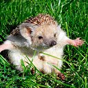 ���� �����, ������, 64 ���� - ��������� 20 ���� 2016 � ������ �������� �����