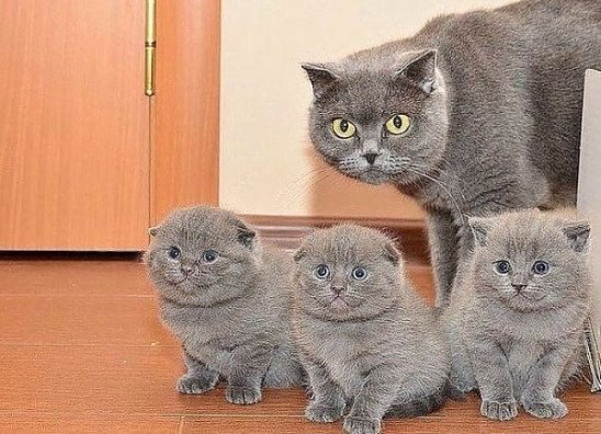 — Ну и где зарплата? —Украли... — У какой еще... крали?!