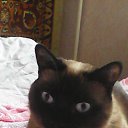 ���� ����, ���������, 37 ��� - ��������� 2 ������ 2016 � ������ ���� ����������