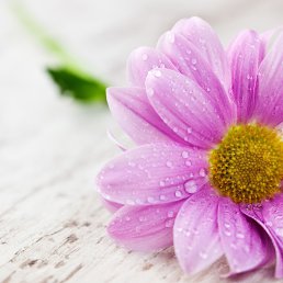 �����, �����-���������