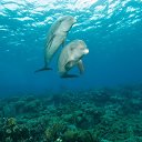 ���� Eric, ����, 61 ��� - ��������� 29 ������ 2016 � ������ �The beauty of the sea�